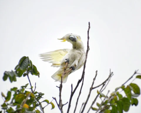 小葵花鹦鹉