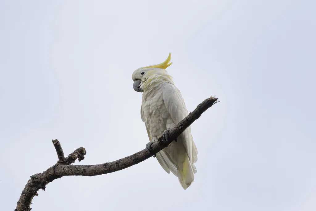 小葵花鹦鹉(Cacatua sulphurea)