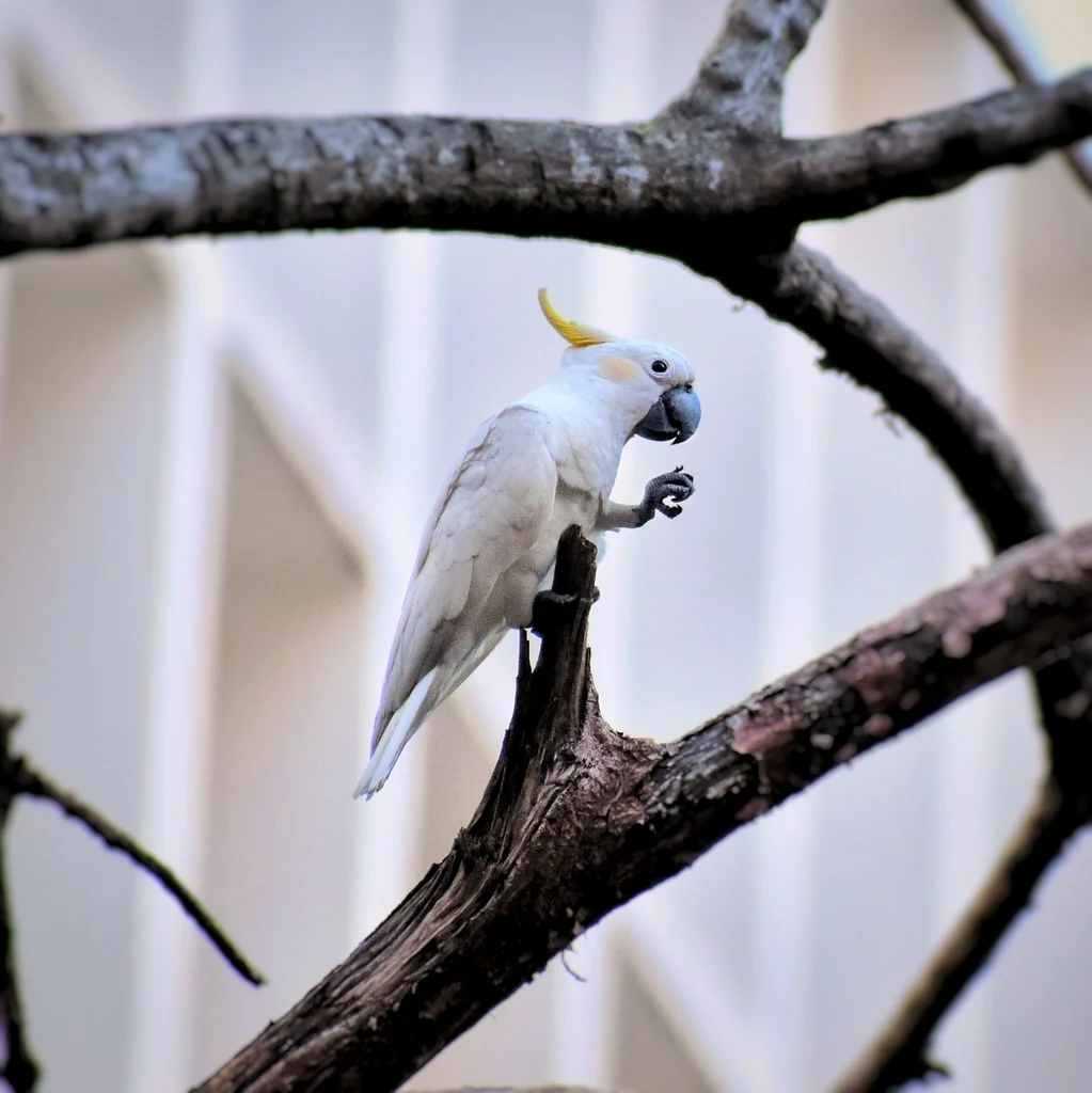 小葵花鹦鹉(Cacatua sulphurea)