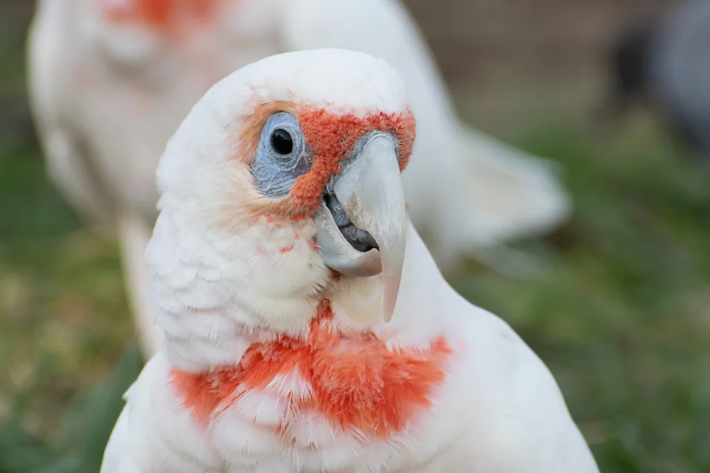 长嘴凤头鹦鹉(Cacatua tenuirostris)
