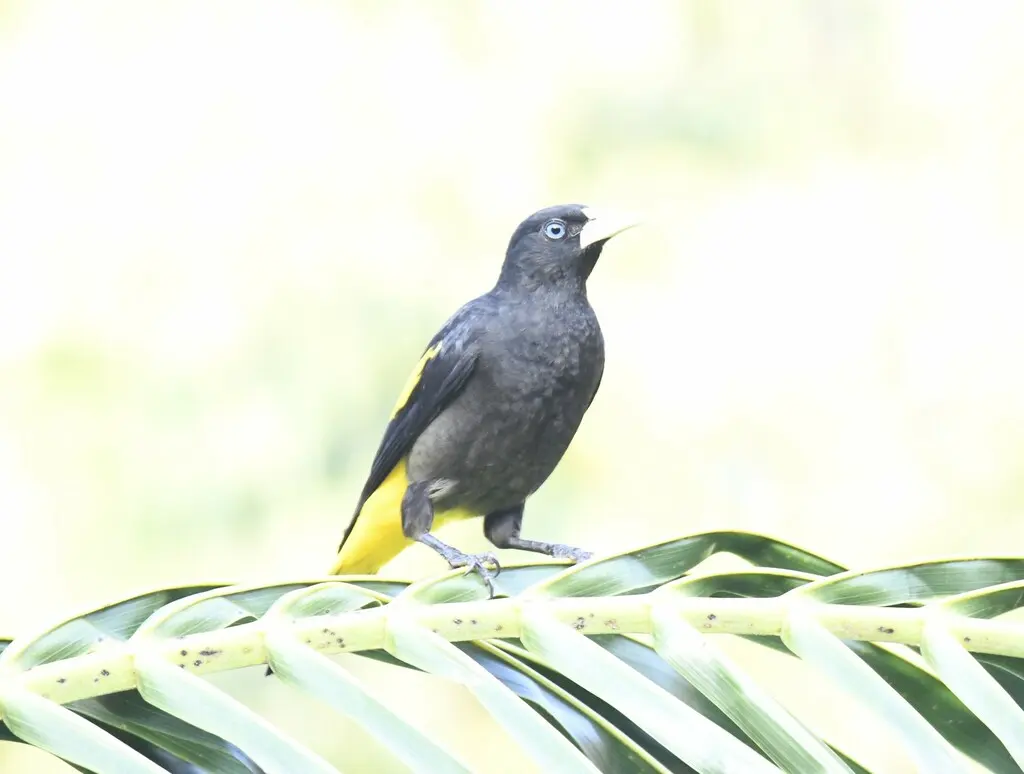 黄腰酋长鹂(Cacicus cela)