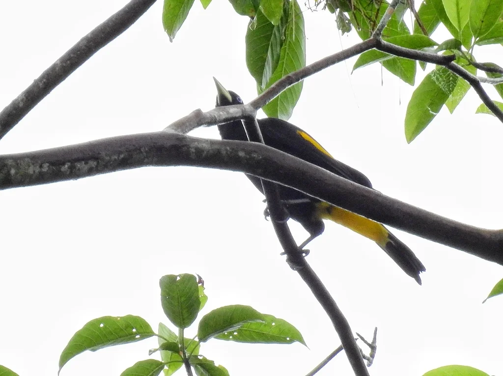 黄腰酋长鹂(Cacicus cela)