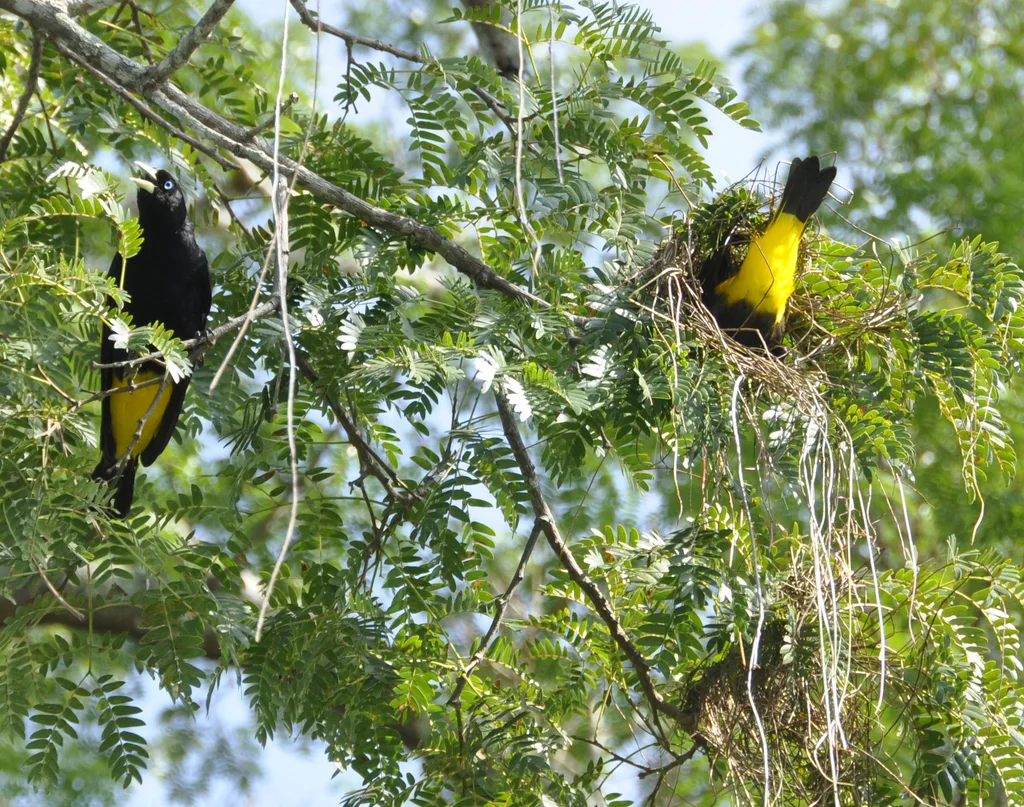 黄腰酋长鹂(Cacicus cela)