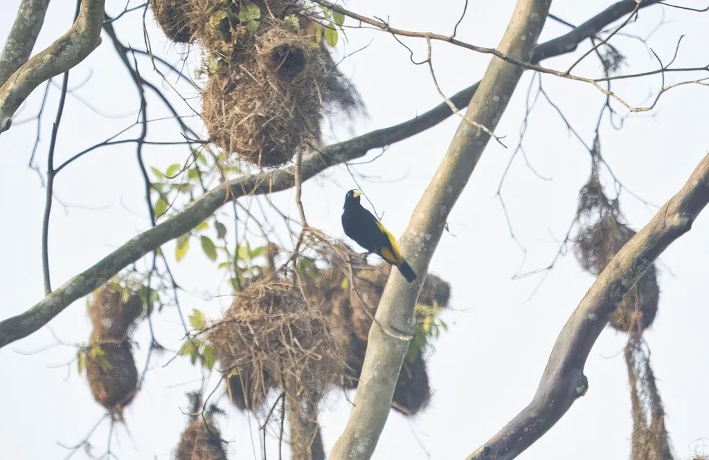黄腰酋长鹂(Cacicus cela)