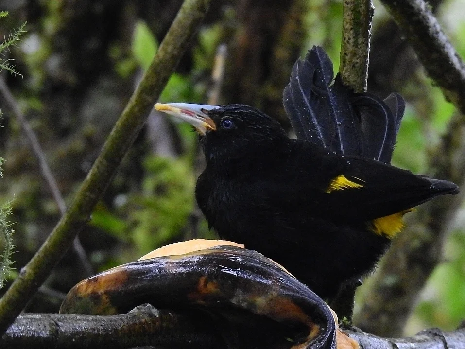 南山酋长鹂(Cacicus chrysonotus)
