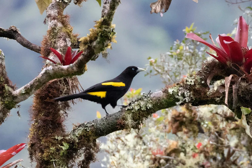 南山酋长鹂(Cacicus chrysonotus)