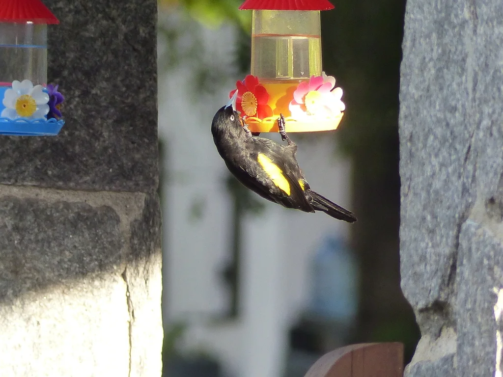 金翅酋长鹂(Cacicus chrysopterus)