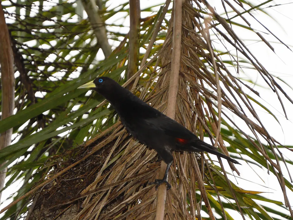 红腰酋长鹂(Cacicus haemorrhous)