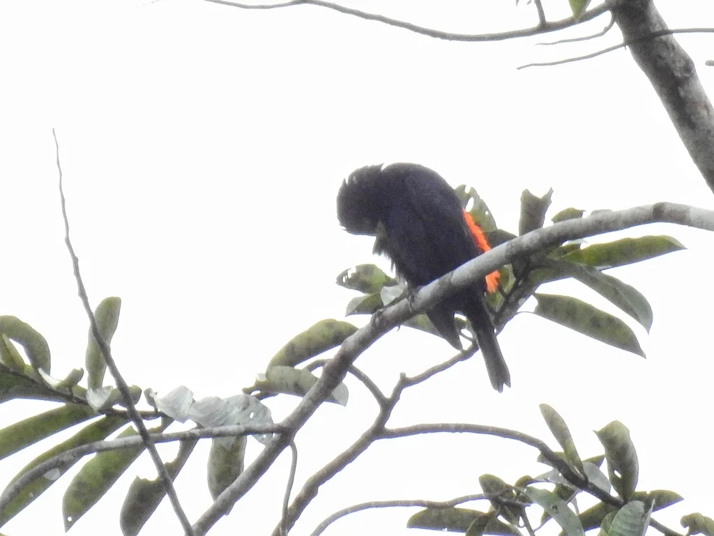 红腰酋长鹂(Cacicus haemorrhous)