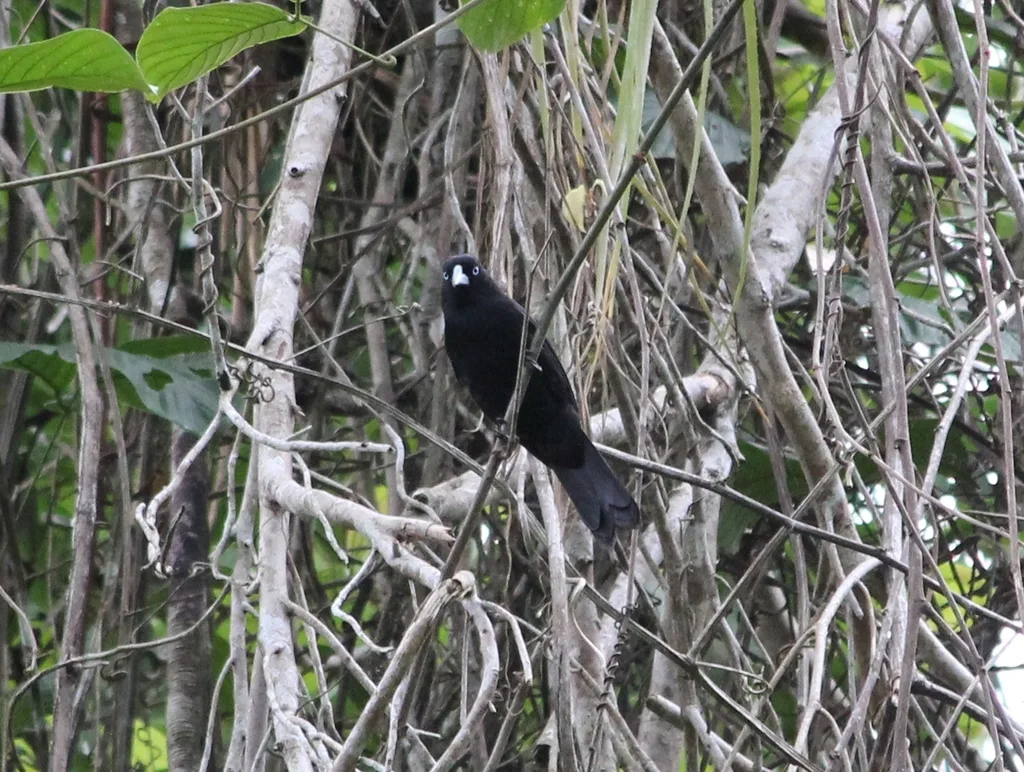 厄瓜多尔酋长鹂(Cacicus sclateri)