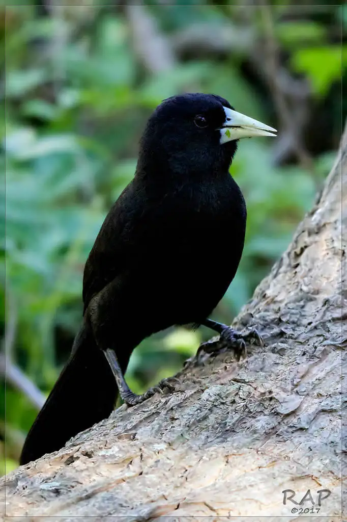 黑酋长鹂(Cacicus solitarius)