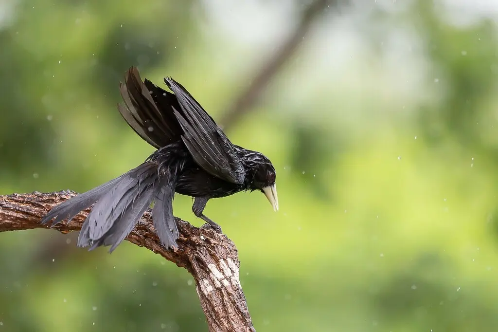 黑酋长鹂(Cacicus solitarius)