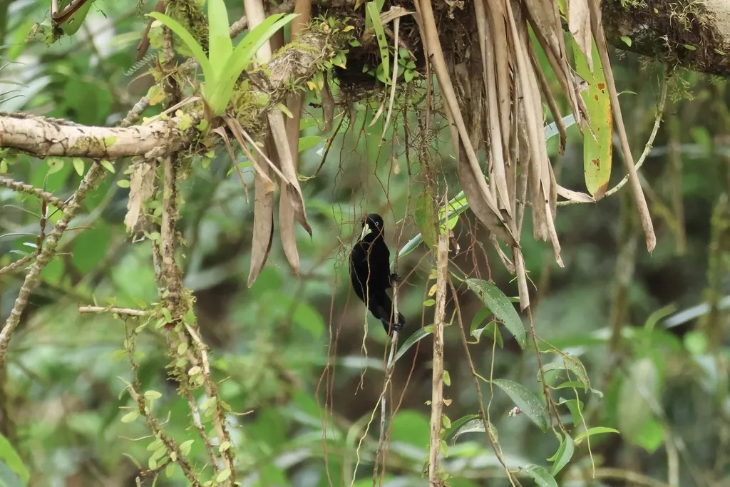 亚热带酋长鹂(Cacicus uropygialis)