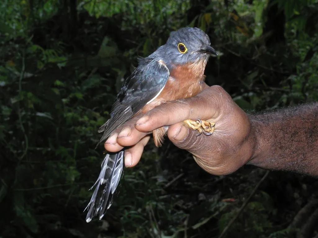 栗胸杜鹃(Cacomantis castaneiventris)