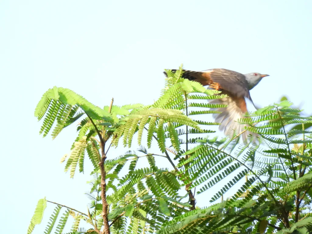 八声杜鹃(Cacomantis merulinus)