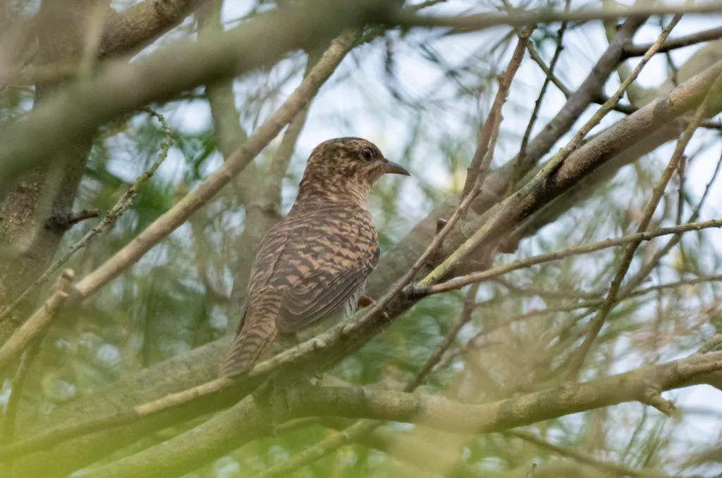八声杜鹃(Cacomantis merulinus)