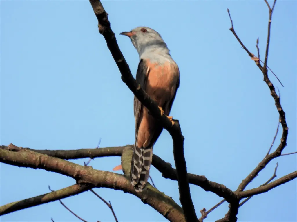 八声杜鹃(Cacomantis merulinus)