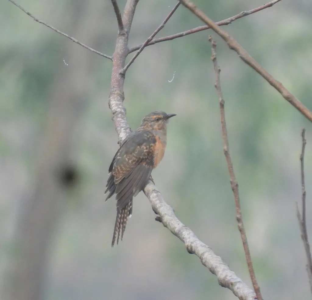八声杜鹃(Cacomantis merulinus)