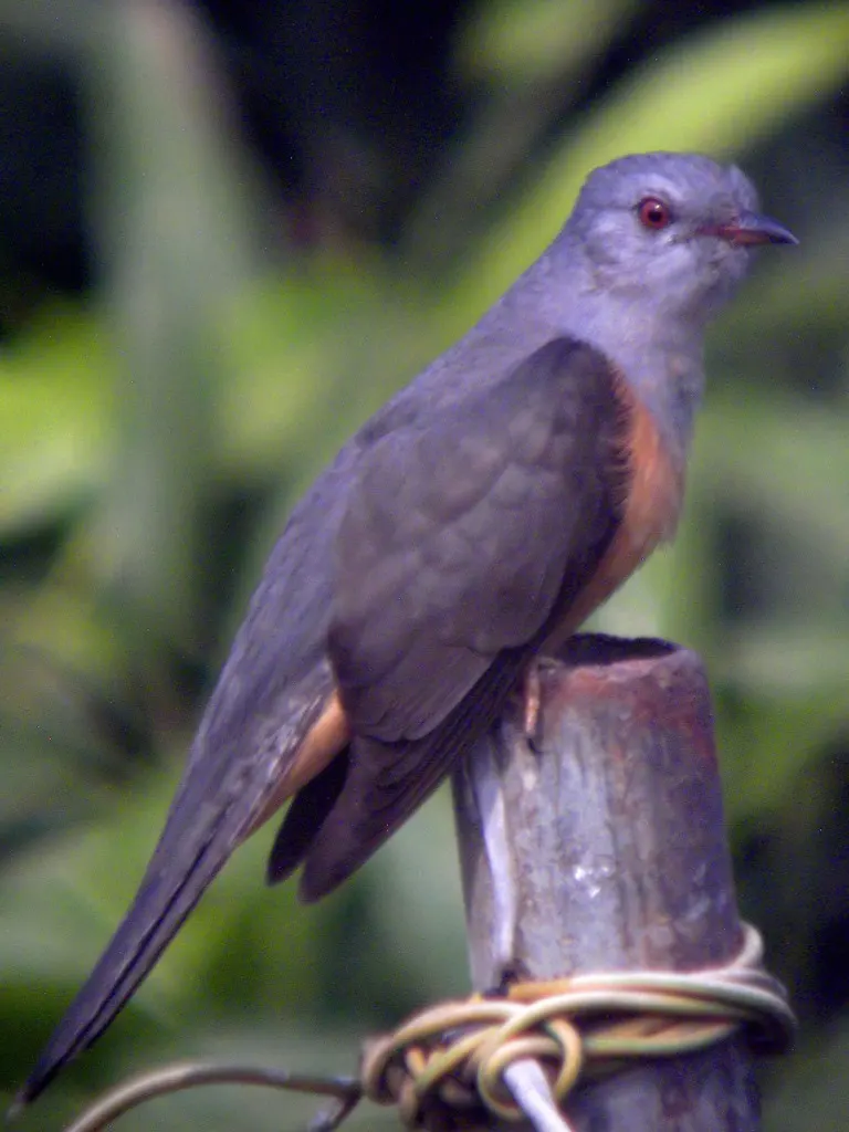 八声杜鹃(Cacomantis merulinus)