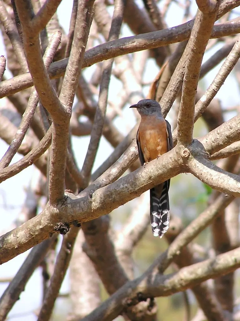 八声杜鹃(Cacomantis merulinus)