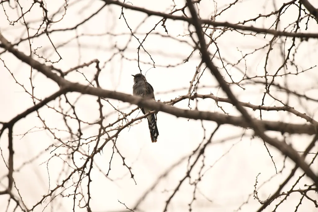 灰腹杜鹃(Cacomantis passerinus)