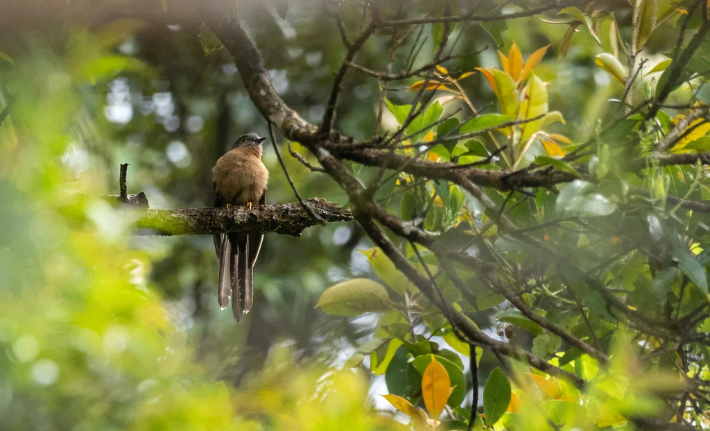 锈胸杜鹃(Cacomantis sepulcralis)