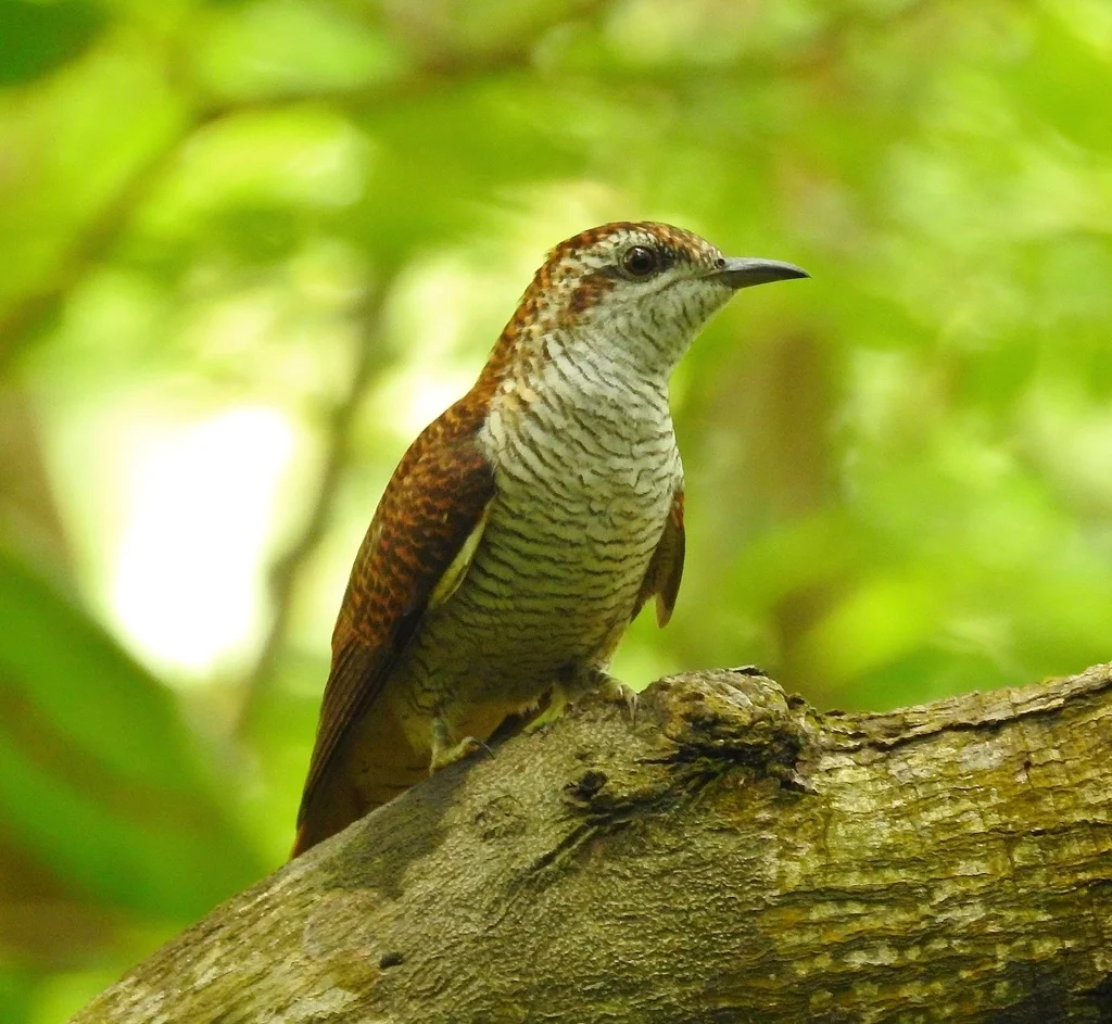 栗斑杜鹃(Cacomantis sonneratii)