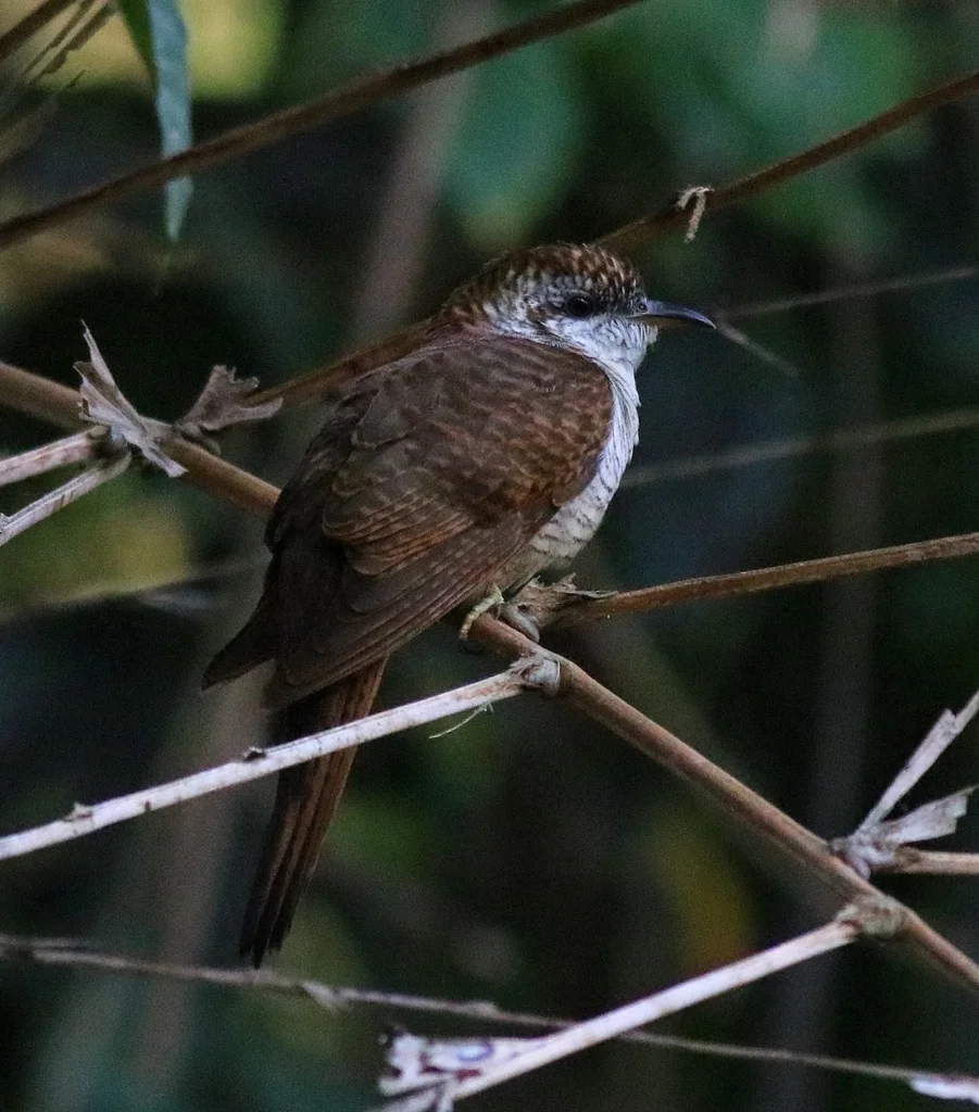 栗斑杜鹃(Cacomantis sonneratii)