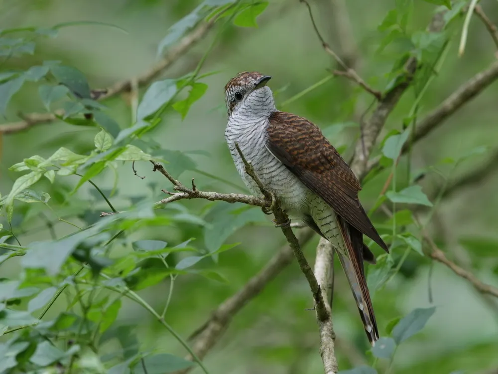 栗斑杜鹃(Cacomantis sonneratii)