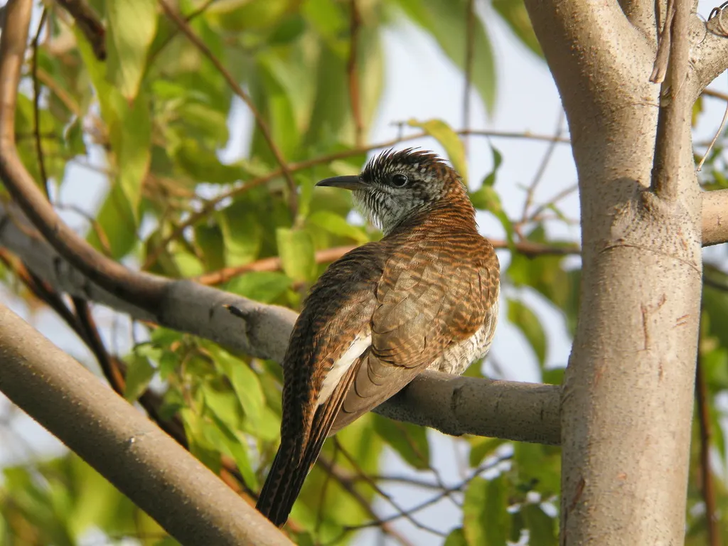 栗斑杜鹃(Cacomantis sonneratii)