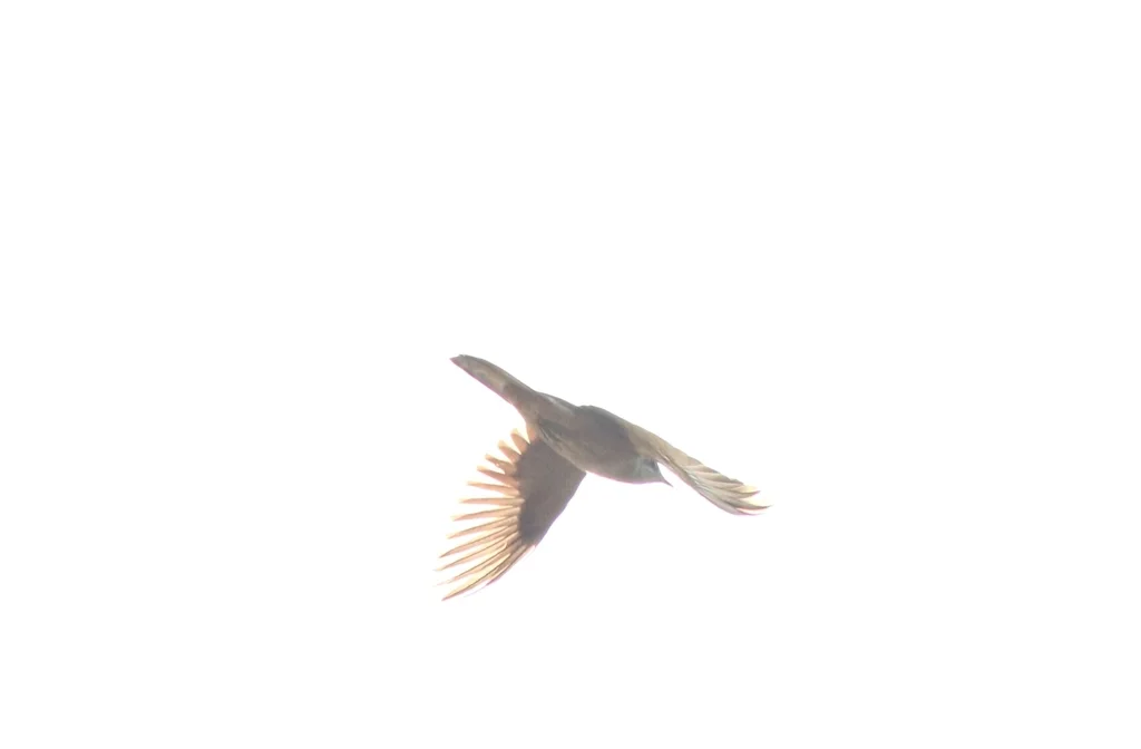 栗斑杜鹃(Cacomantis sonneratii)
