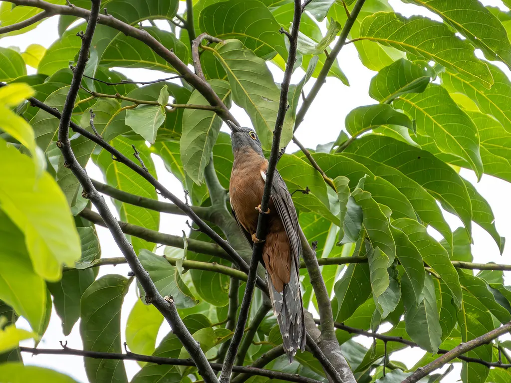 苏拉威西杜鹃（Cacomantis virescens）