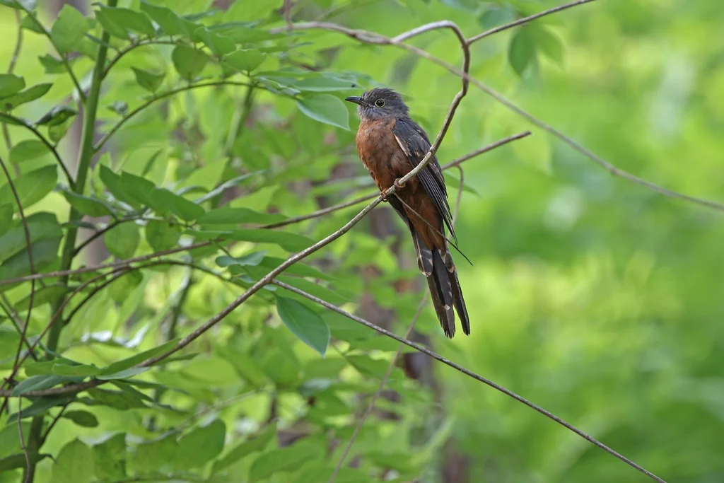苏拉威西杜鹃（Cacomantis virescens）