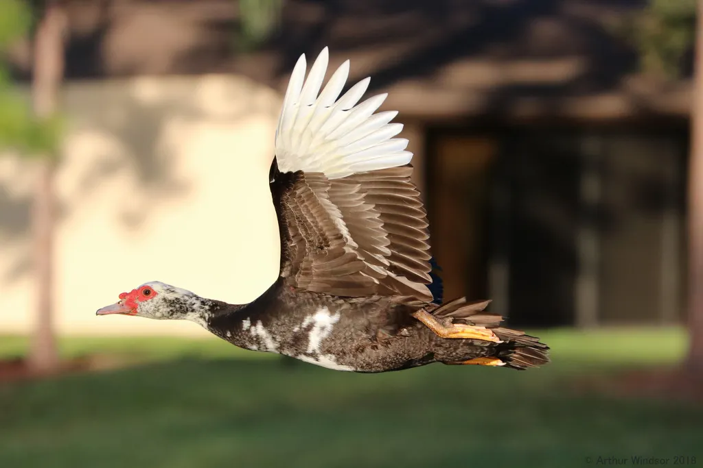 疣鼻栖鸭(Cairina moschata)