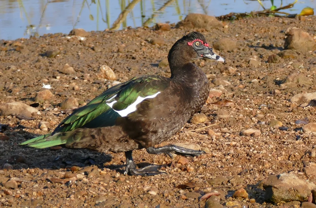疣鼻栖鸭(Cairina moschata)