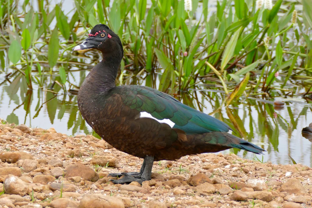 疣鼻栖鸭(Cairina moschata)
