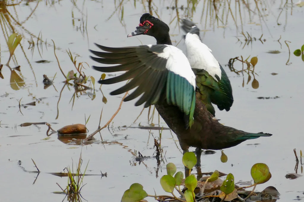 疣鼻栖鸭(Cairina moschata)