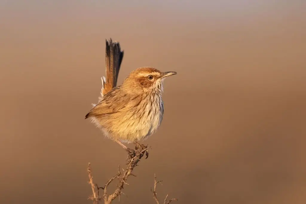 褐刺莺(Calamanthus campestris)