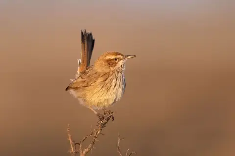 褐刺莺
