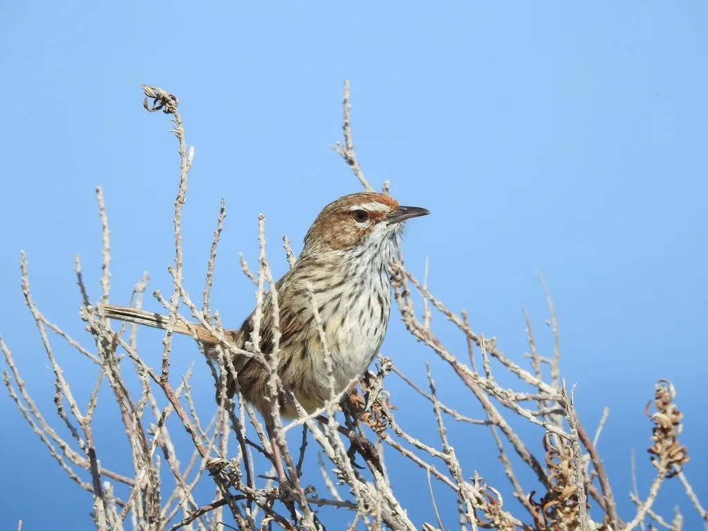 褐刺莺(Calamanthus campestris)