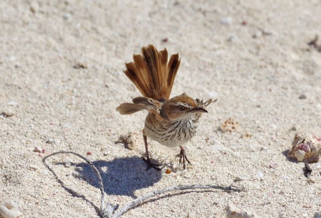 褐刺莺(Calamanthus campestris)