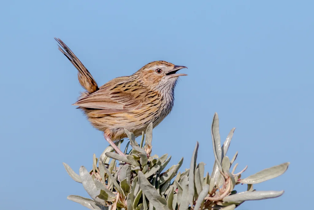 田刺莺(Calamanthus fuliginosus)