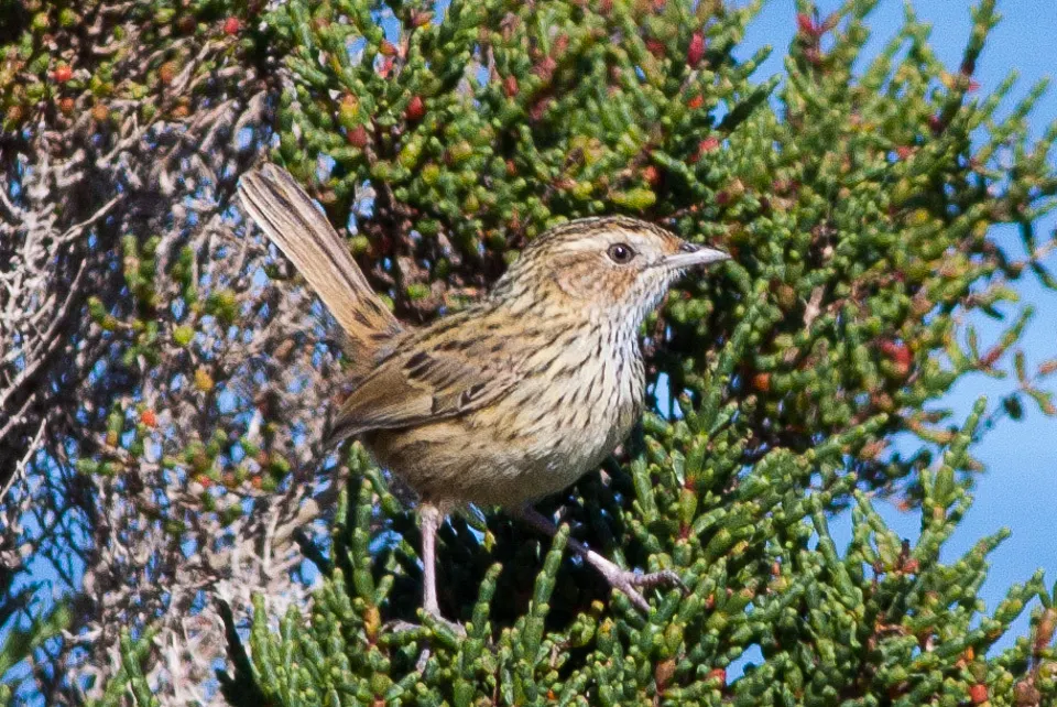 田刺莺(Calamanthus fuliginosus)