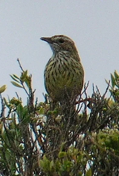 田刺莺(Calamanthus fuliginosus)
