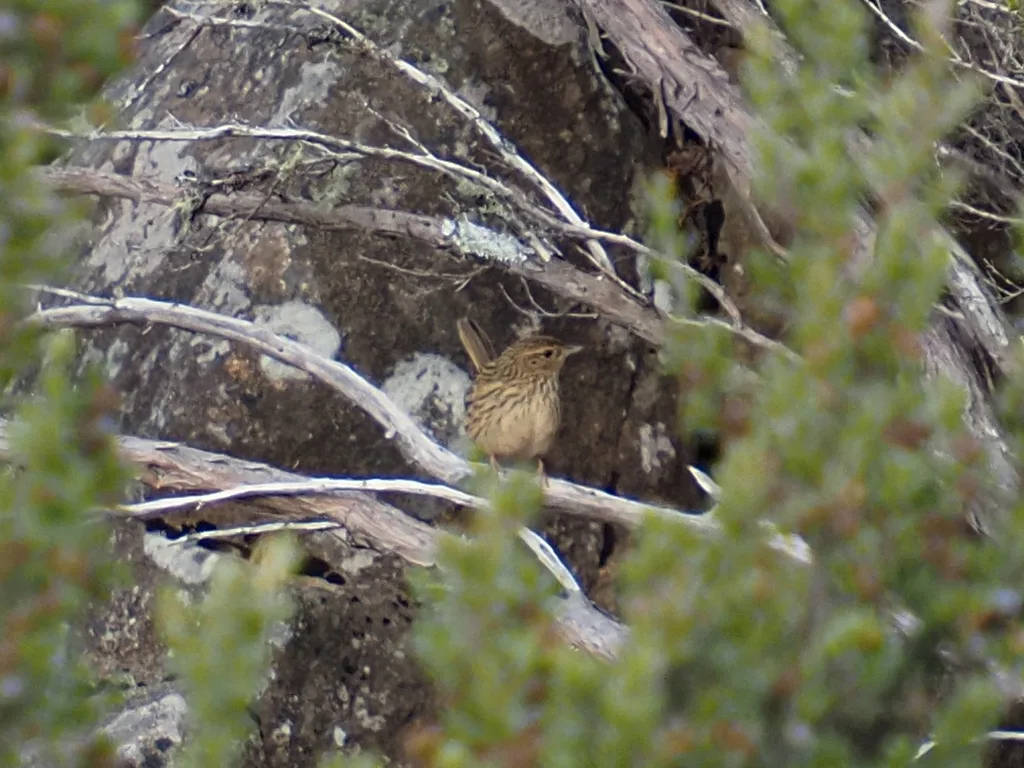 田刺莺(Calamanthus fuliginosus)