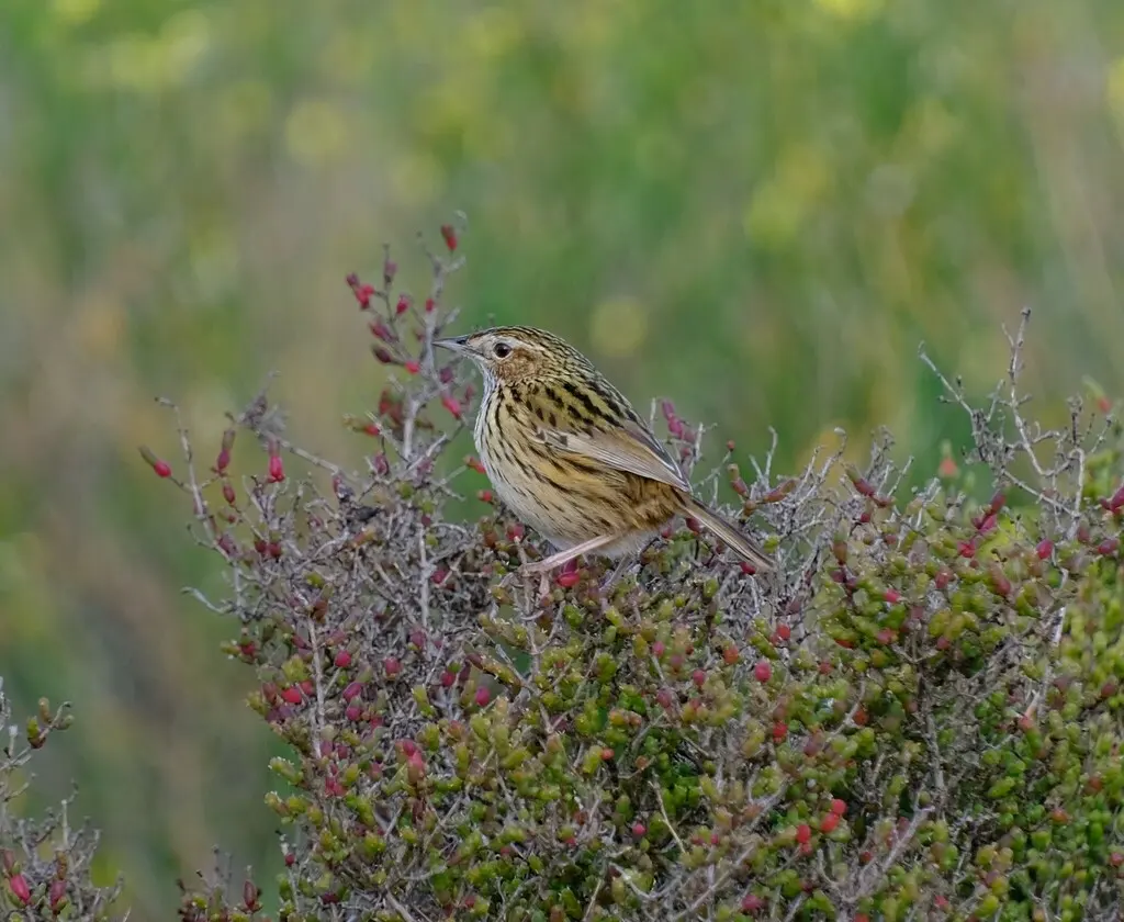 田刺莺(Calamanthus fuliginosus)