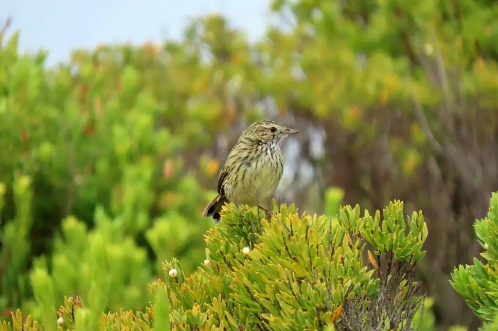 田刺莺(Calamanthus fuliginosus)