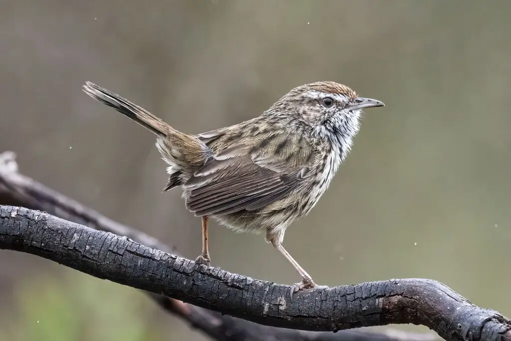 西地刺莺（Calamanthus montanellus）