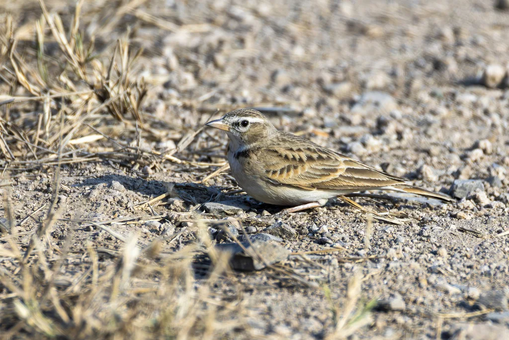 细嘴短趾百灵(Calandrella acutirostris)