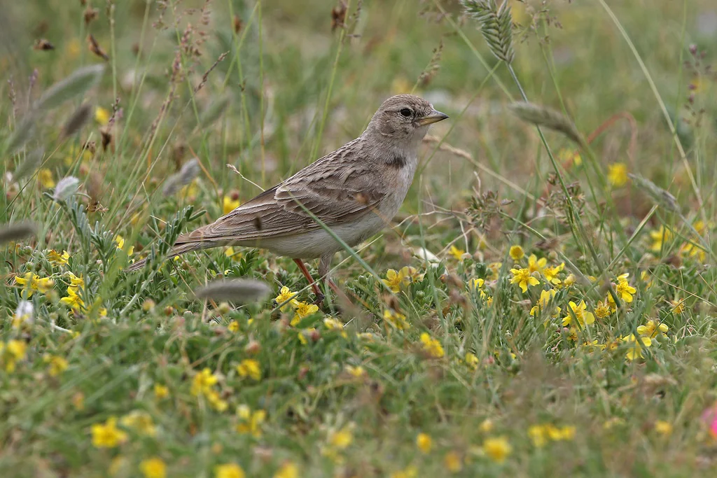 细嘴短趾百灵(Calandrella acutirostris)